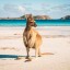 Cuándo bañarse en Australia: temperatura del mar por mes